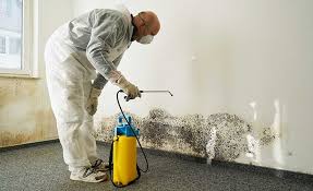 Best Forensic Mold Investigation  in Roselle Park, NJ